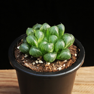 镜绿 大叶楼兰 大型玉露窗体透露多肉植物帝王玉露 原盆载好发货