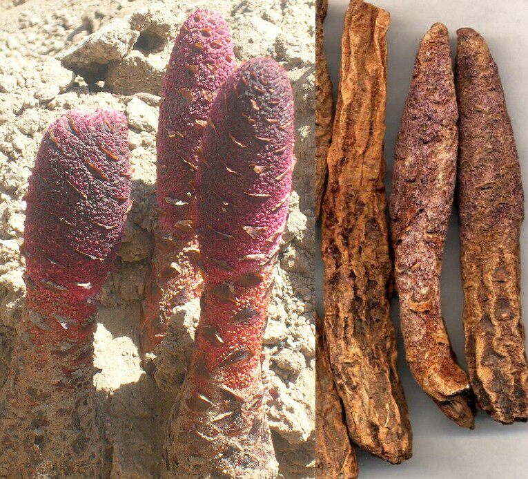 中药材 精选野生沙苑子500克包邮 潼蒺藜 夏黄草 干净沙苑子茶