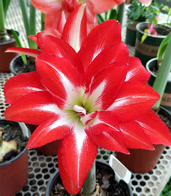 【现货】荷兰进口朱顶红种球pasadena 帕萨迪纳