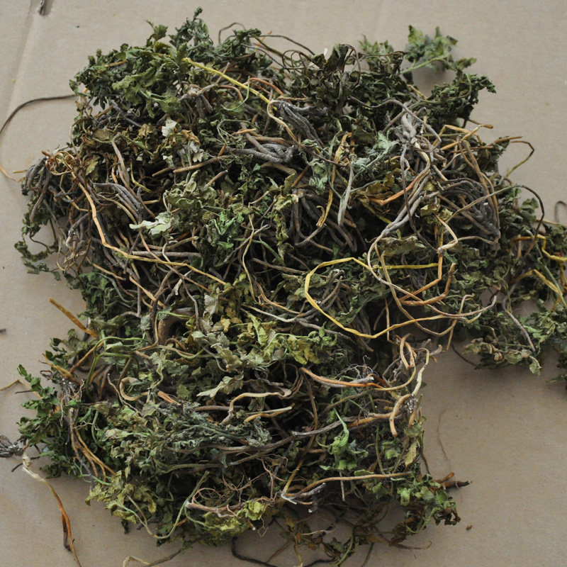 寿宁中药材野生小春花 蛇不见 独脚金鸡破天云 一