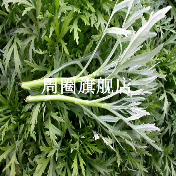茼蒿和芦蒿的区别图片,泥蒿和茼蒿的区别图片,茼蒿和芦蒿的图片(第3页)_大山谷图库