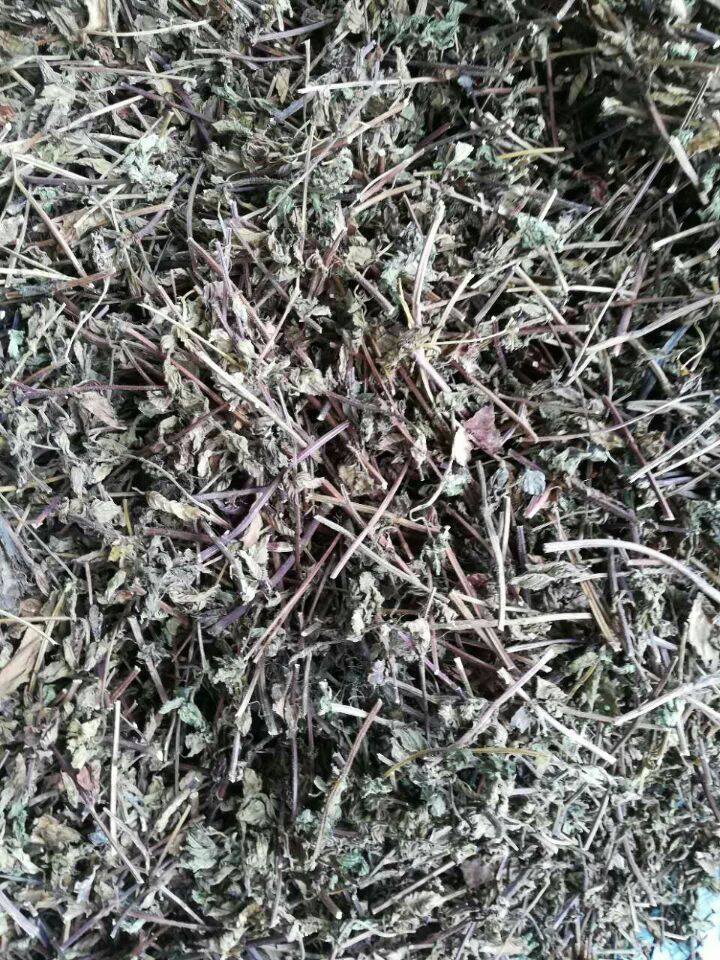 草粿草,潮汕草,仙人草_大山谷图库