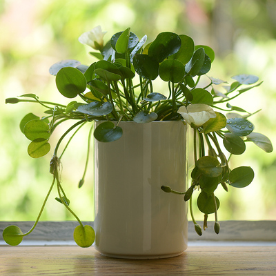 5-18cm 简约陶瓷花盆老桩多肉白瓷白色大号水培有孔无孔花器