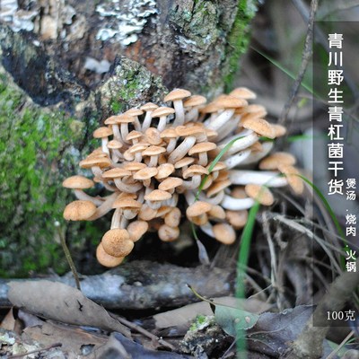 原生態新貨青槓菌四川土特產青川深山天然野生青岡菌乾貨散裝100g