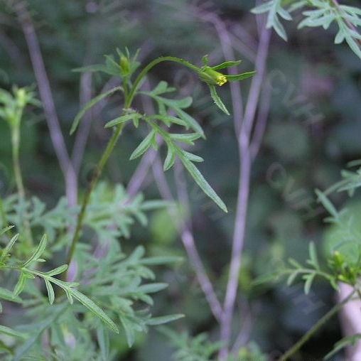 廣西野生新鮮嫩鬼針草蝦鉗草蟹鉗草對叉草粘人草粘連 五斤包郵