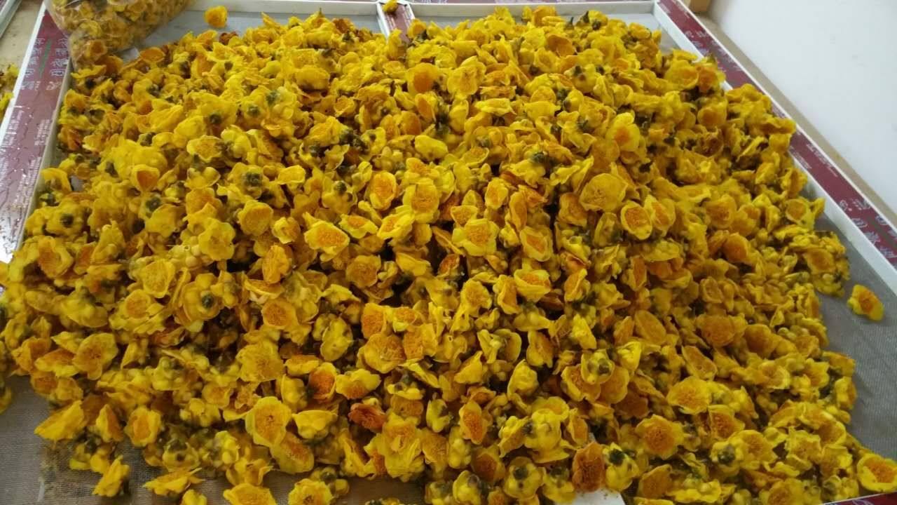 防城港普通种金花茶干花 微波干燥