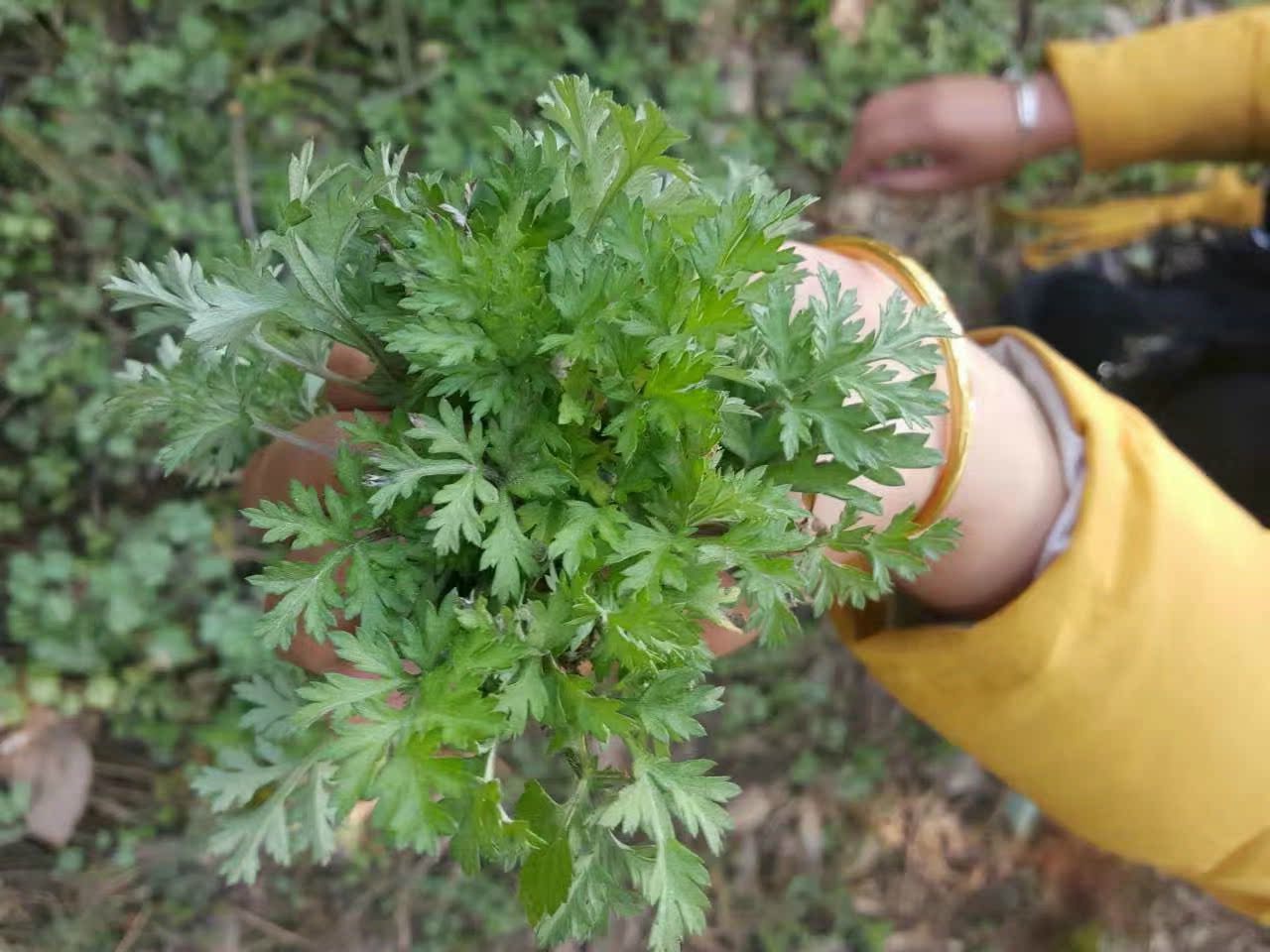 泾县土特产农家纯手工自制艾叶粑粑青团饼艾草糍粑蒿子饼20个包邮