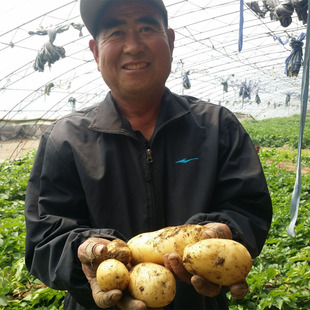 土豆 黄心土豆 马铃薯 洋芋 宝宝辅食 4斤装多省包邮 现刨发货