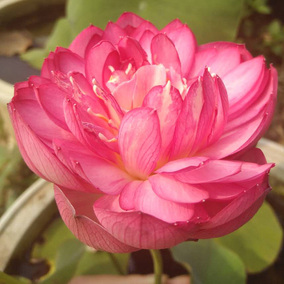 微型碗莲:稚雀喙 别名:小鸟嘴