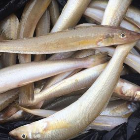 兰姐 沙丁鱼 东海新鲜野生 海鱼 黄沙丁鱼 1斤12条左右 鲜活鱼类