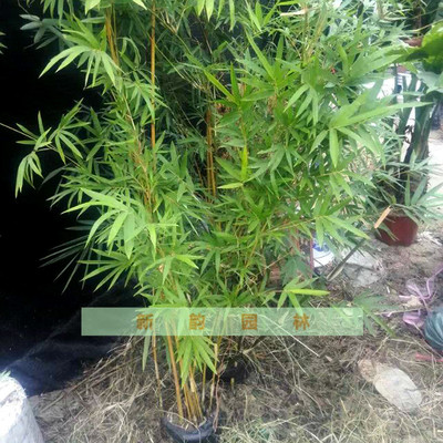 綠籬植物別墅庭院綠化用苗木 竹子 青竹 黃金竹 整袋出售只送廣州