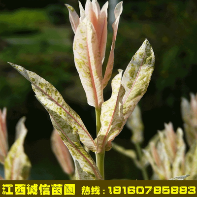 供彩叶杞柳苗木 彩叶灌木 盆栽庭院彩柳 柳树苗木新品种 保成活