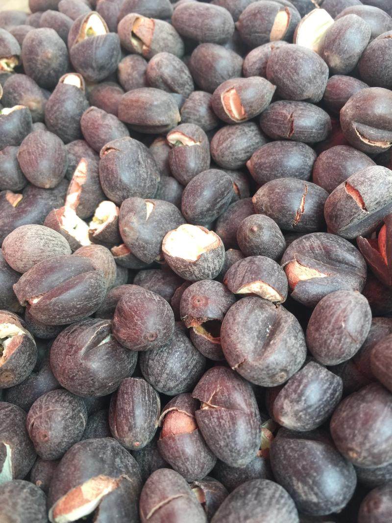 四斤包邮湖北荆州莲带壳带芯铁炒莲子干莲子监利特产铁莲子250克