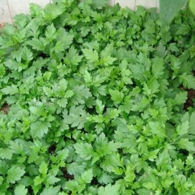 南京特产菊花脑叶菊花涝头农自种新鲜净绿色蔬野菜9.88一斤现摘