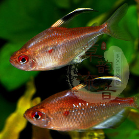 紫印灯紫背血印灯紫背血心勾紫背红印南美鱼灯鱼小型热带鱼观赏鱼