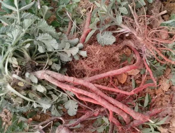 正品 真正的野生丹参 纯正山上采挖 野生丹参 含量高五莲丹参