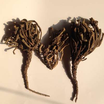 野生传统水生蔬菜干品四角菱角蒂无秧新货批价促销(限量50斤)