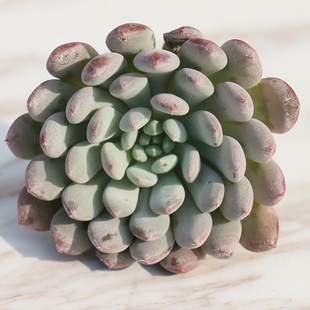 盆景 姬小光 绿植花卉 多肉植物 办公室阳台盆栽 防辐射组合盆景