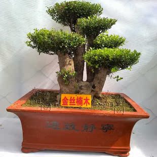 树桩 高档盆景金丝楠木 造型植物盆栽室内客厅北京包邮免运费 树桩