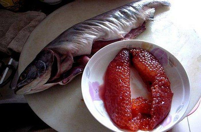 整条包邮 新鲜冷冻带籽母大马哈鱼每斤 整条5-8斤 精选肉好籽多