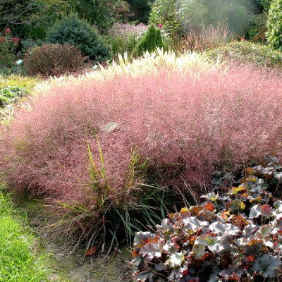鲁虹花卉 粉黛毛乱子草粉米利 多年生观赏草 成品盆栽带花发货_不打折