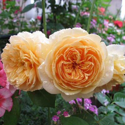 【天然月季园】新品月季苗 欢笑格鲁吉亚 藤本月季爬藤多花蔷薇