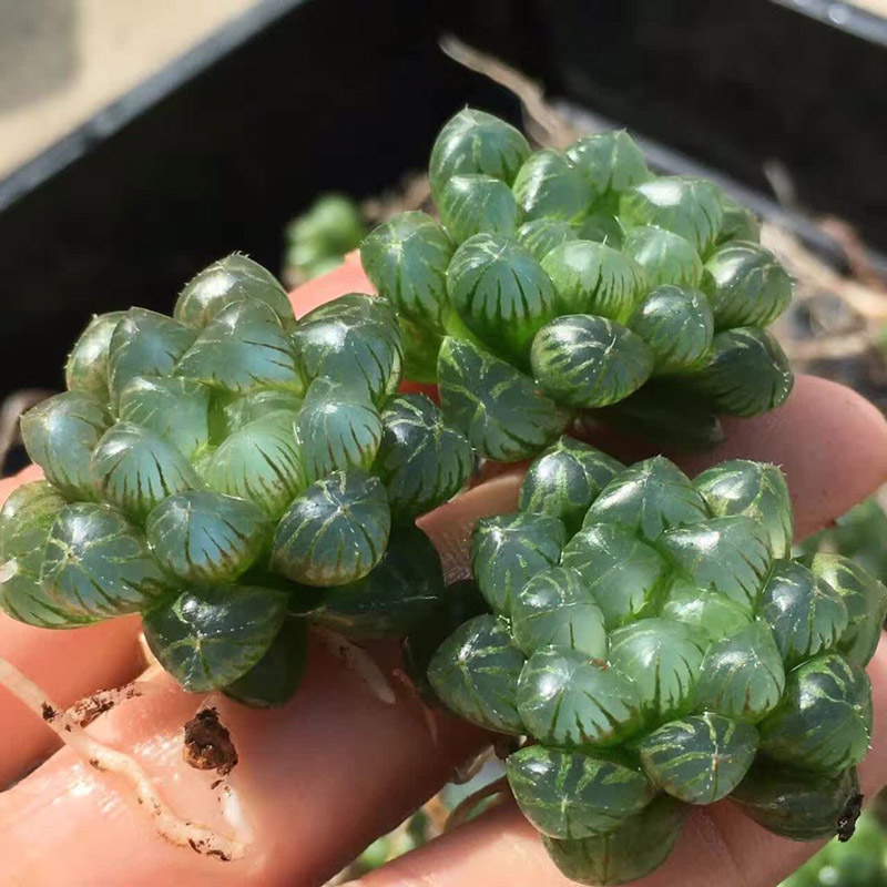 多肉植物水晶玉露琥珀玉露姬玉露萬重山肉肉防輻射盆栽綠植包郵