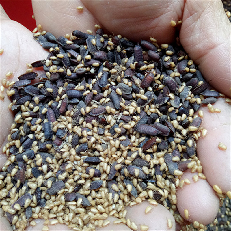 土元卵块 地鳖虫土鳖虫卵鞘出虫率高 优质新鲜土元卵种500克包邮