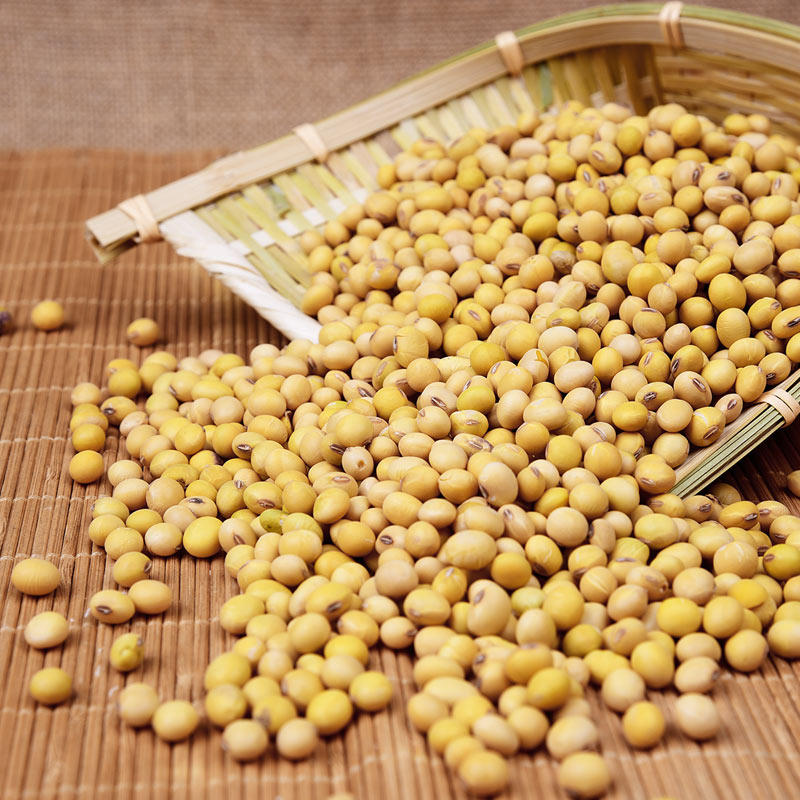 四川特产农家自种非转基因黄豆富顺豆花大豆500g豆浆用
