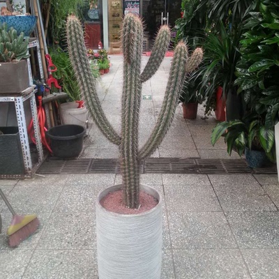 沙漠植物秋衣柱仙人柱室内外盆栽花卉绿植春青衣柱景观柱子分叉