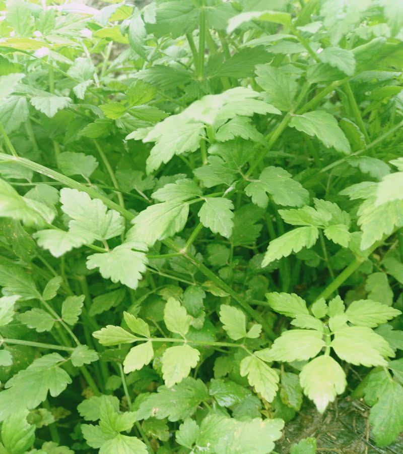 貴州錦屏黎平土特產 野生芹菜 水芹菜 天然蔬菜 無汙