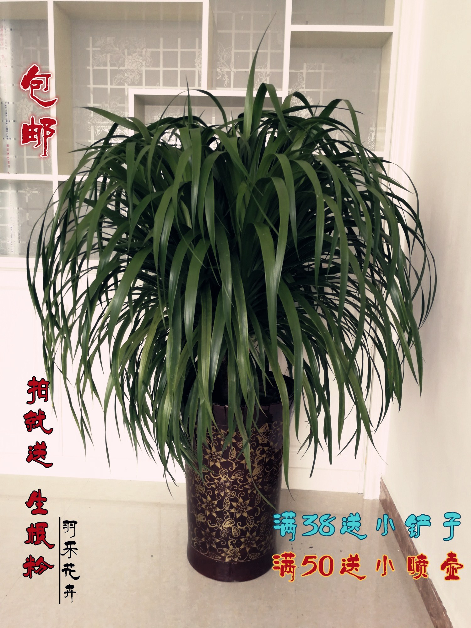 大型植物