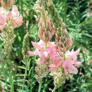 红豆 牧草,观赏,保土,绿肥兼用新型种子 产地价12元/斤 红豆草