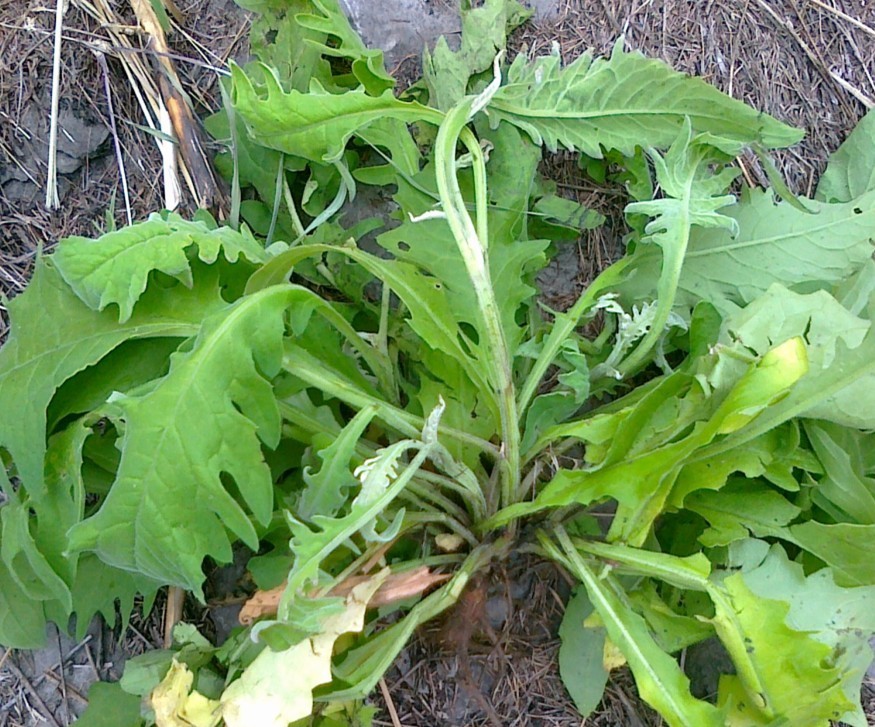 正品野生中草药六耳棱,六棱菊,百草王,六耳铃 四棱锋