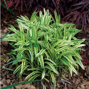 耐寒植物正宗日本矮麦冬草麦冬草,麦冬苗庭院植物