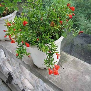 庭院阳台花草树苗绿植植物 日本翠叶石榴--盆栽果树花卉盆景植物