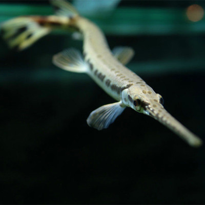 中大型鱼 热带鱼 观赏鱼 淡水鱼 长嘴鳄鱼 福鳄 雀鳝 尖嘴鳄 活体