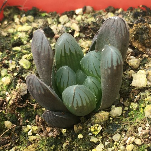 n1玉露关东大紫玉露硬化有根苗瓦苇十二卷多肉植物新手必备组培苗