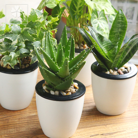 金枝玉叶 室内净化空气植物 增加氧气 令您呼吸健康 桌面小盆景