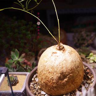 块根多肉植物 ipomoea 何鲁牵牛 holubii 超大 直径9cm