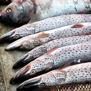黑龙江乌苏里江东北特产抚远县特产纯江鱼野生鱼新鲜狗鱼开江鱼