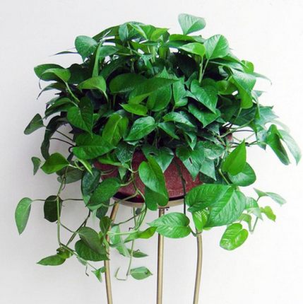 室内盆栽盆景培植金边虎皮兰虎尾兰兰吸甲醇装修房必备