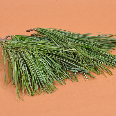 正品猫须草化石草肾茶尿酸高降酸嘌呤结石排石 降酸排酸的茶包邮