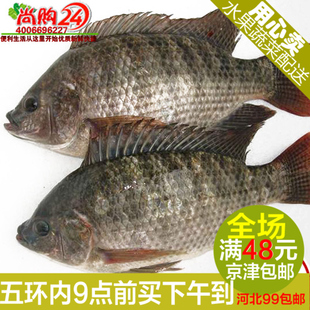 尚購24生鮮超市 鮮活羅非魚1條350g左右北京蔬菜配送 新鮮魚