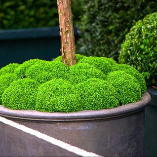 [8cm盆栽苗] 金丝雀珊瑚蕨 selaginella apoda 苔藓缸材料