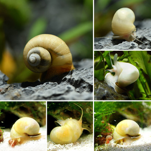 百水源 白象牙螺 白神秘螺 极易繁殖 除藻 淡水 观赏螺
