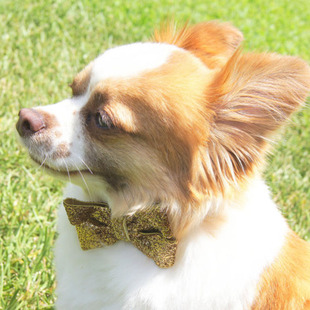 围脖2014棒棒糖宠物围脖 宠物颈围 头套 比熊贵宾 可爱粉色 蝴蝶结