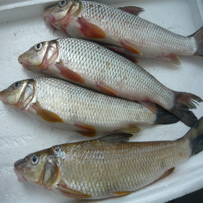 黑龙江东北特产抚远县特产纯江鱼野生鱼新鲜重唇鱼虫虫鱼开江鱼