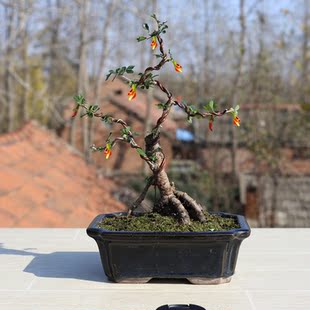 银雀花小苗 南雀盆栽 北雀大苗 金雀花树桩盆景 微型 掌上盆景