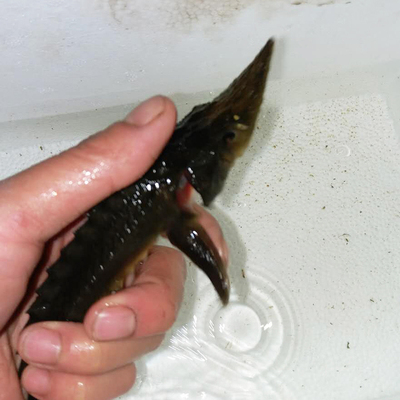 清道夫观赏鱼冷水鱼清洁鱼工具鱼垃圾金鱼锦鲤活体鲟鱼淡水鱼包活